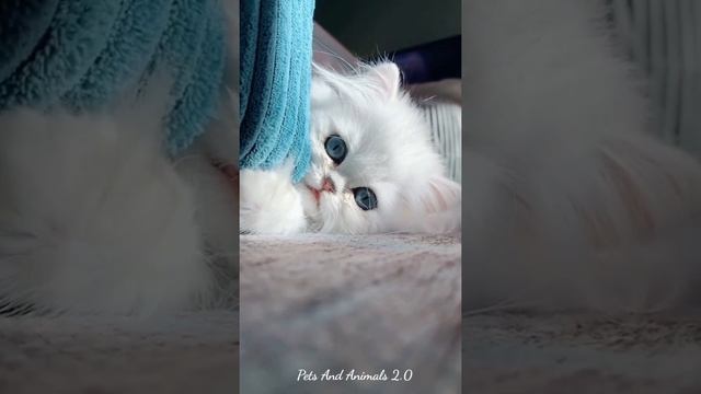 Cat And Dog Funniest | Cat And Dog Funny Videos Malayalam Dubbed | Cats And Dogs Txt смотреть онлайн