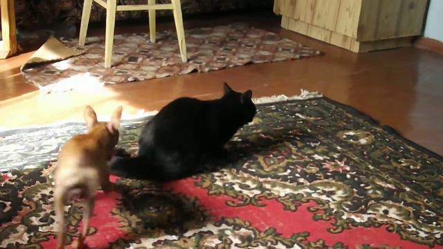 как моя собака достала кота)) (на даче) смотреть онлайн