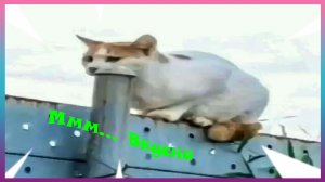 Попробуй Не Засмеяться 97% Проиграли / Засмеялся-Поиграл / Тест На Психику / Самые Смешные Видео #7