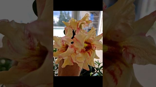 Адениумы на балконе, конец августа 2024