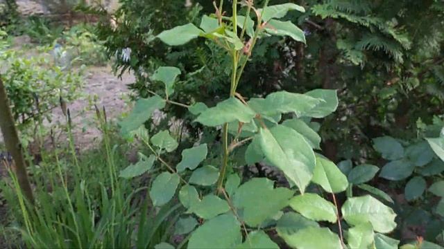 розы Остина ? первый цветок ?♀️ 25 мая