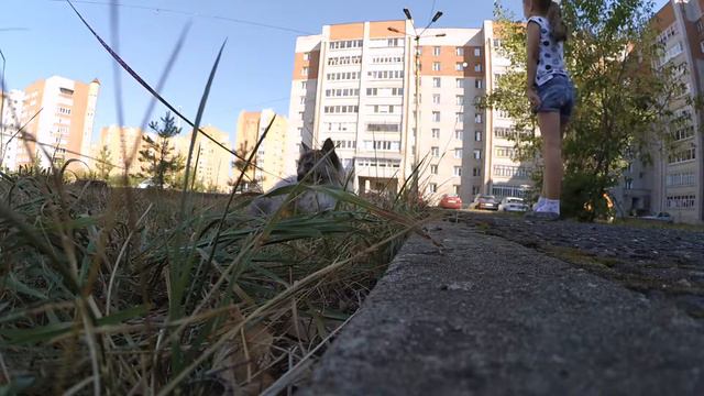 кошки на прогулке смотреть онлайн