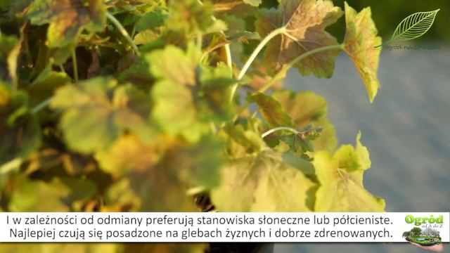 Żurawki - byliny w ogrodzie - rośliny na balkony i tarasy смотреть онлайн