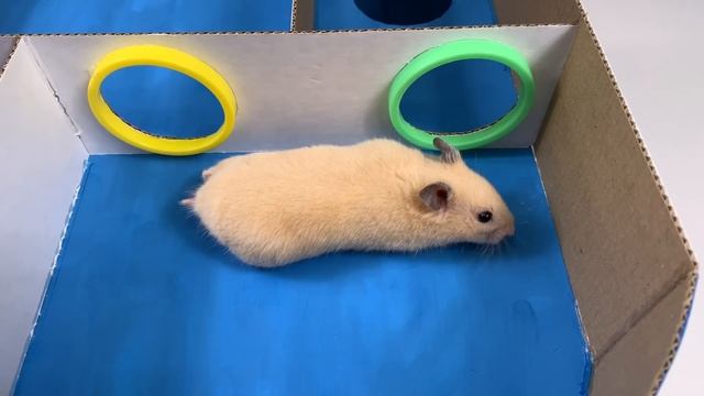 Rainbow Pyramid Maze - Pool Maze for Hamster смотреть онлайн