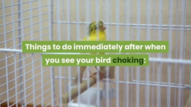 What to do if a bird is choking? | Can birds choke to death? | How to help a choking Bird? | смотреть онлайн