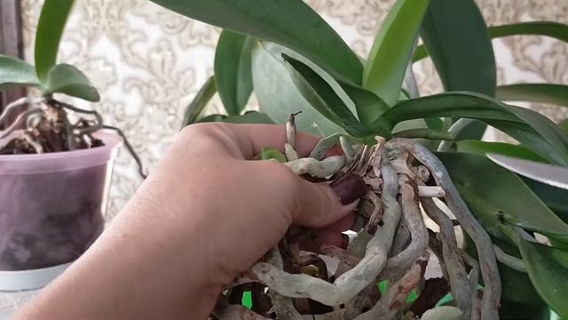 Детки орхидеи. Как и где появляются детки орхидеи смотреть онлайн