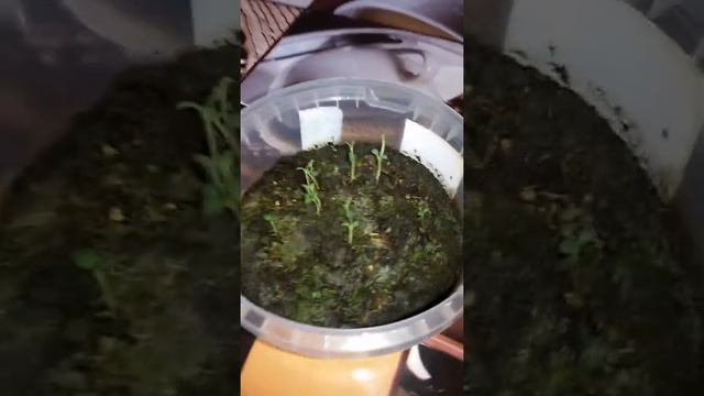 РОЗМАРИН ВЫРОЩЕН ИЗ СЕМЯН смотреть онлайн