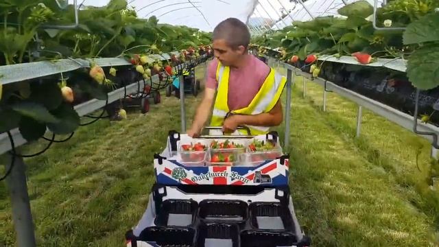 Бране на Ягоди в Англия Oakchurch Farm смотреть онлайн