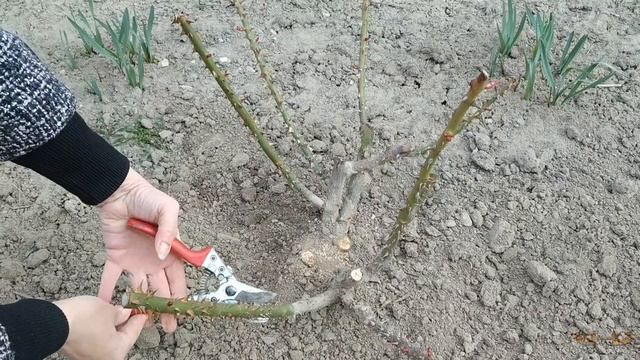 Весенняя обрезка роз. Зачем обрезать розу. Как заставить розу цвести непрерывно смотреть онлайн