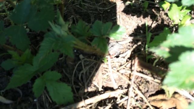 29 мая 2018 г. Начало цветения ежевики в Московской области. смотреть онлайн