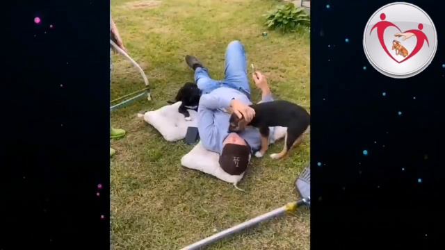 Лакки и Дюшес.#волонтёры #домашниеживотные #истории #зоомама #dog #хочусобачку смотреть онлайн