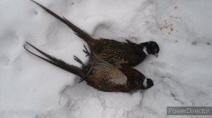 Фазан на рыбацкий крючок и капроновую нить.