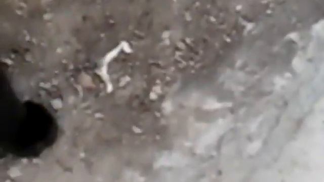 Кот vs багамол смотреть онлайн