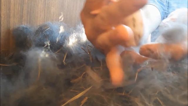 Новые крольчата в Июне! Строкачи. смотреть онлайн