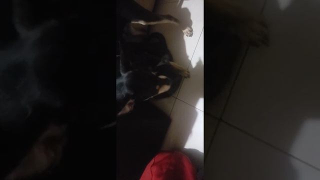 Chihuahua Pincher jugando con los gatitos😘🥰🤭 porfavor 1m смотреть онлайн