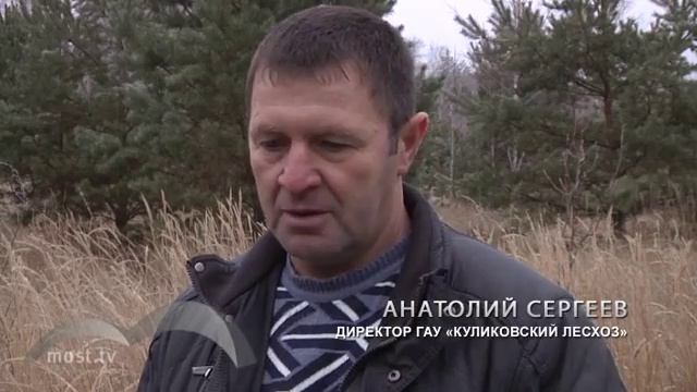 Липецк. Мост. «Дикие» елки в этом году попадут в дома липчан смотреть онлайн