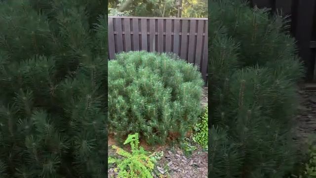 Стрижка молодой сосны в форме шара смотреть онлайн