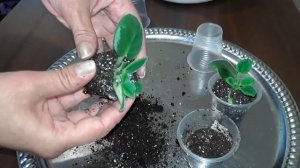 СТАВИМ ФИАЛКУ НА ФИТИЛЬНЫЙ ПОЛИВ. ОТДЕЛЯЕМ ДЕТОК ОТ МАТЕРИНСКОГО ЛИСТА.