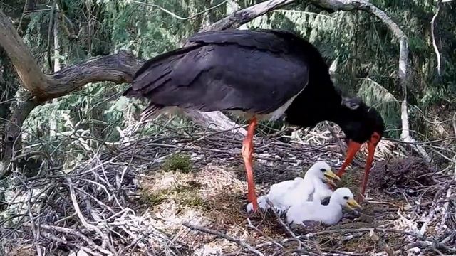 Polish Black Stork~Parent change & varied menu. Snakes, worms, fish & frogs~4:36 2020/05/25 смотреть онлайн