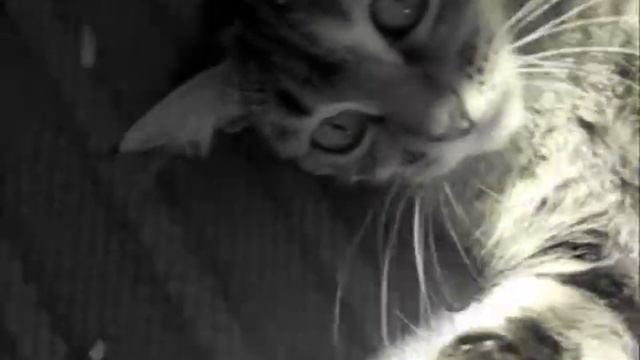 TAG:Моё домашнее животное :* смотреть онлайн