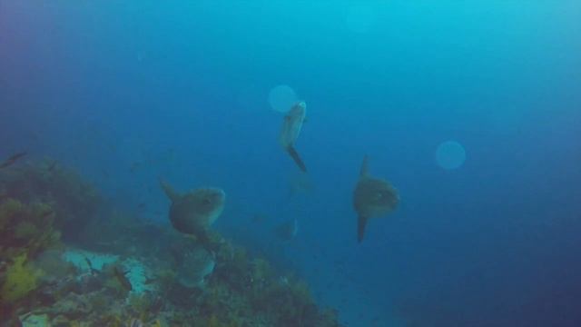 РЫБА ЛУНА HD смотреть онлайн