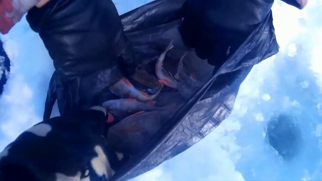 Рыболовные соревнования РвССо. 28 января "Балансир - Блесна" смотреть онлайн