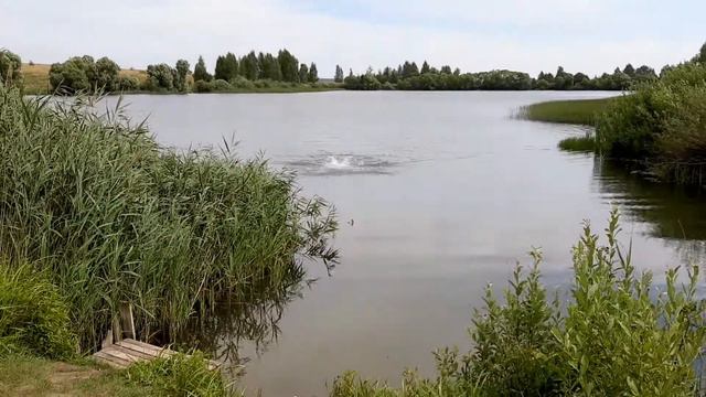 2021-08-01_11:22 - Туризм, места силы, природа, лес, озеро, отдых, костер, шашлык, плавание, смотреть онлайн