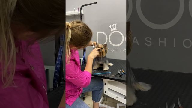 Груминг йорка #йоркширскийтерьер #груминг #йорк смотреть онлайн