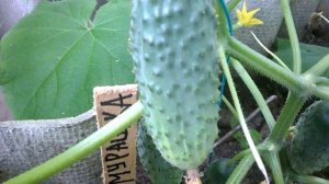 ОГУРЦЫ МУРАШКА- мечта каждого огородника без пустоцвета,без горечи с крепким иммунитетом,ранние