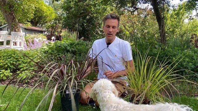 Planting Proven Winner Pennisetum Vertigo. Planting Pennisetum Red Head. Grasses. Baltic Gardening смотреть онлайн