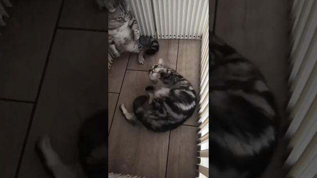 Вязка шотландского кота Арчи с не развязанной кошкой Мией смотреть онлайн