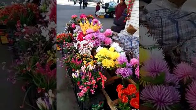 Пошла гулять в парике