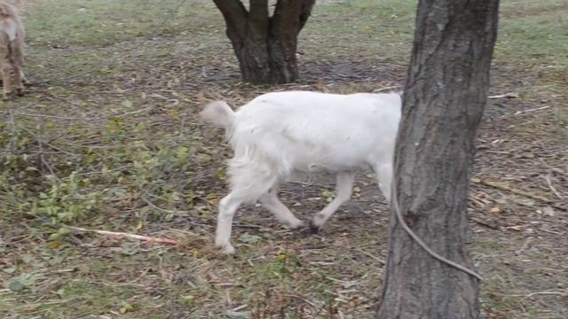 Козочки пасутся Козочки кушают веточки Видео для детей смотреть онлайн