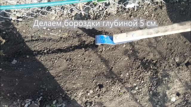 Посадка гороха в открытый грунт. смотреть онлайн