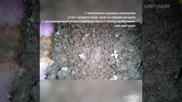 Всходы эустомы! смотреть онлайн