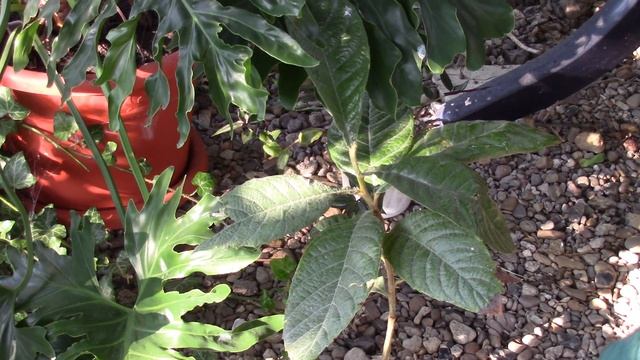 ОБЗОР ЦВЕТОВ В АВГУСТЕ ПРОДОЛЖАЕТСЯ! смотреть онлайн