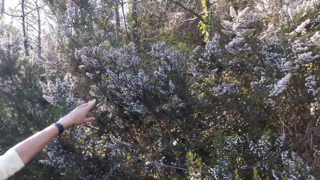 El Bruc (Erica arborea) смотреть онлайн