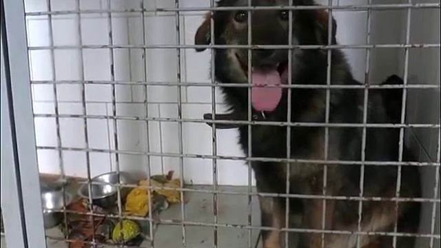 В эти выходные в Димитровграде пройдет выставка-ярмарка бездомных животных "Подари нам дом" смотреть онлайн