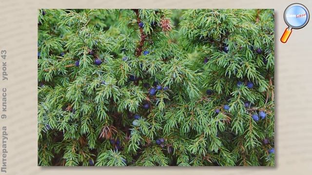 Литература 9 класс (Урок№43 - Н.А. Заболоцкий. Стихотворения.) смотреть онлайн