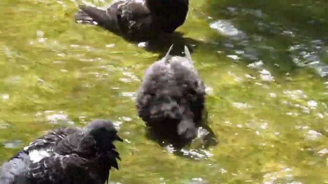 Парк Победы 06.06.2019 смотреть онлайн