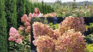 Гортензия Фантом | Обзор сорта гортензии Фантом: описание сорта, характеристики