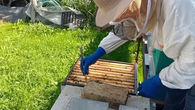 Делайте всё вовремя, Рутовская система рулит и в сильный медосбор и в слабый. смотреть онлайн