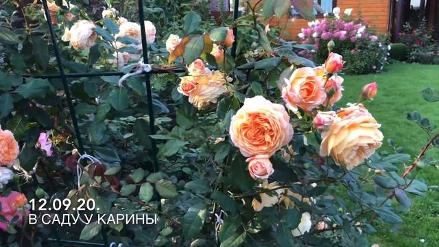 Английская Роза Краун принцесс Маргарет Rose Crown princess Margaret смотреть онлайн