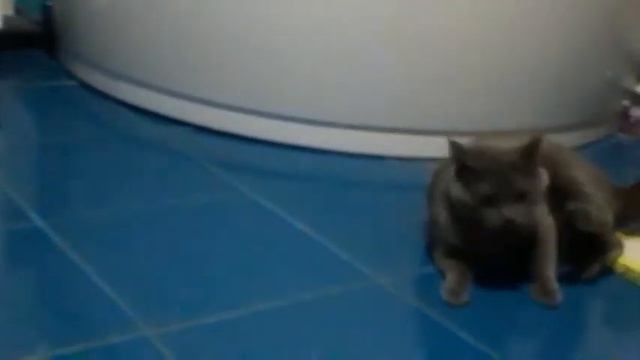 Вязка кошка первый раз смотреть онлайн