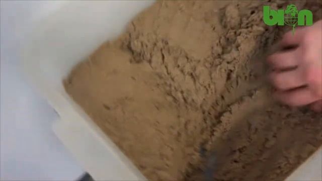 Excavating eggs laid by frill-necked lizard (Chlamydosaurus kingii) смотреть онлайн