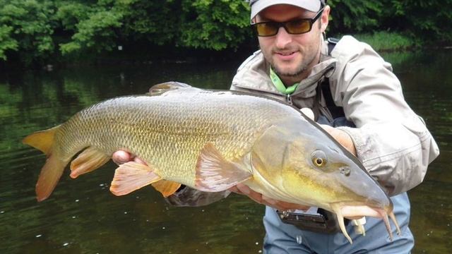 La pêche du barbeau en nymphe à vue [ 11/25 ] Jamais de pêche sous la canne смотреть онлайн