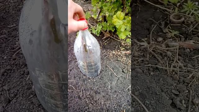 Размножение грецкого ореха из черенка смотреть онлайн