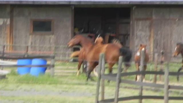 Etch-A-Sketch and Wallstreet Journal playing in the pasture смотреть онлайн
