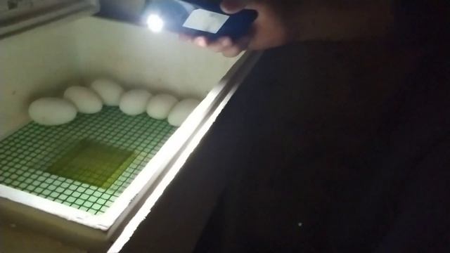 Контрольное овоскопирование осеннего гусиного яйца в 27 дней. смотреть онлайн