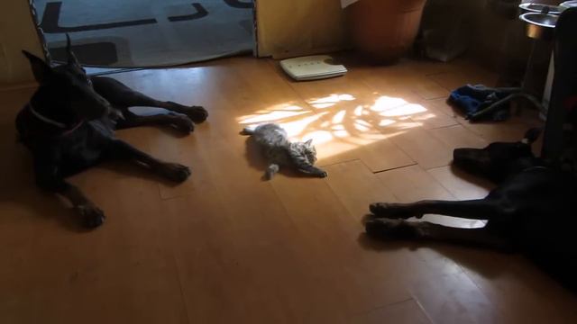 котенок и два добермана 1 смотреть онлайн